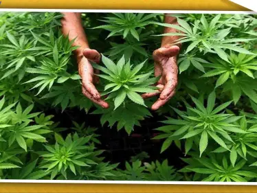 براتبٍ مغري شركة أمركية تحتاج لموظف يعمل من المنزل لاختبار جودة الحشيش!! - وكالة ستيب نيوز