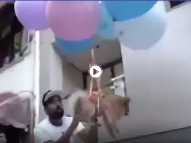 بالفيديو|| القبض على يوتيوبر هندي ربط كلبه الأليف ببالونات هيدروجين وجعله يصير بالهواء - وكالة ستيب نيوز