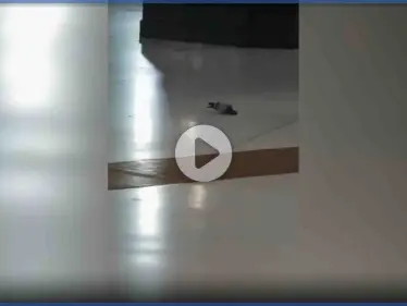 بالفيديو|| طائر وسط المسجد الحرام يقدم على فعل غير مسبوق أمام الكعبة - وكالة ستيب نيوز