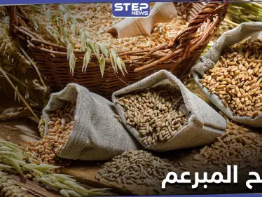 القمح المبرعم ثورة في عالم الغذاء .. فوائده الكثيرة وأسرار استنباته - وكالة ستيب نيوز