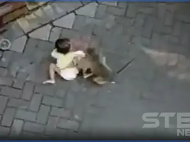 شاهد بالفيديو.. قرد على دراجة يخطف طفلة صغيرة و "يسحلها" - وكالة ستيب نيوز