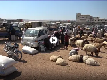 مع اقتراب عيد الأضحى .. أضاحي العيد تنتظر المشترين مع غياب القدرة الشرائية لسكان الشمال السوري - وكالة ستيب نيوز