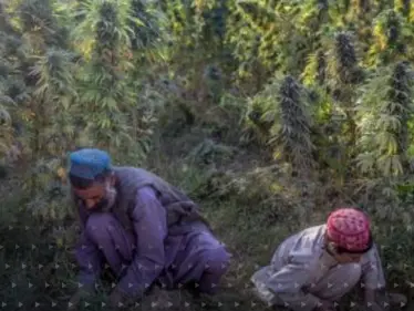 طالبان تصدر قراراً جديداً حول المخدرات من زراعتها إلى استهلاكها - وكالة ستيب نيوز