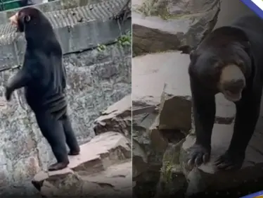 شاهد|| دب "شبيه بالإنسان" يثير جدلاً في الصين.. وحديقة حيوان توضح - وكالة ستيب نيوز