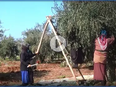عدسة ستيب ترصد بدء موسم قطاف الزيتون شمال غرب إدلب وسط صعوبات يواجهها مزارعي المنطقة - وكالة ستيب نيوز