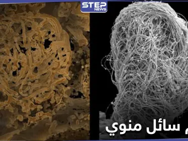 شاهد|| اكتشاف أقدم سائل منوي حيواني حتى الآن عمره 100 مليون عام! - وكالة ستيب نيوز