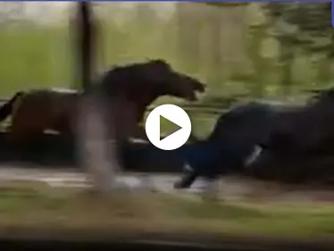 بالفيديو|| حصان يلاحق آخر بسرعة كبيرة ويعضه من مؤخرته بطريقة جنونية - وكالة ستيب نيوز