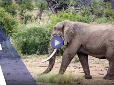 بالفيديو|| مشهد مروع.. فيل هائج يهاجم سيارة تقل مجموعة من المرشدين السياحيين ويسحق جانباً منها قبل أن يقلبها - وكالة ستيب نيوز