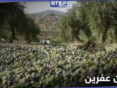خاص|| فرض إتاوات على موسم زيتون أهل عفرين والرافض يُعاقب بقلع أشجاره - وكالة ستيب نيوز