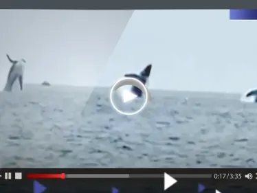 مشهد "نادر".. قفزة متزامنة لـ 3 حيتان بتناسق تام - وكالة ستيب نيوز