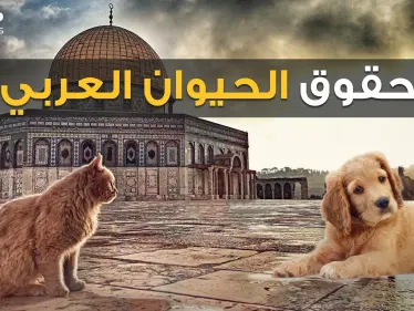 كلاب وحيوانات بملايين الدولارات، وحملات عربية لوقف قتلها.. من أولى البشر أم الحيوان! - وكالة ستيب نيوز