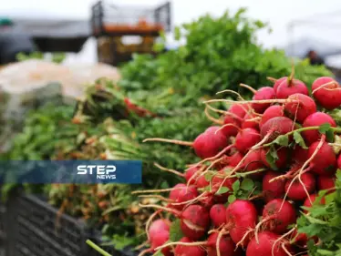 موجز أخبار الوضع السوري ليوم الأربعاء 13-02-2019 - وكالة ستيب نيوز