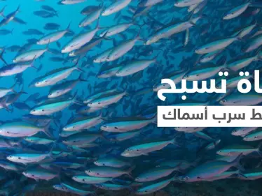 بالفيديو|| بملابس السباحة فتاة تسبح وسط سرب من الأسماك في أعماق البحر وتصبح واحدة منها - وكالة ستيب نيوز