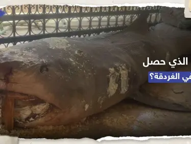 "القرش لا يُهاجم إلا نادراً".. عالمة تُجيب على 3 أسئلة تُفسّر حادثة الغردقة - وكالة ستيب نيوز