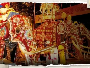 شاهد || أفيال هائجة تُهاجم العشرات خلال احتفال ديني في سريلانكا - وكالة ستيب نيوز