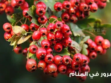 الزعرور في المنام شجرته وثمرته ودلالته عند المعبرين - وكالة ستيب نيوز