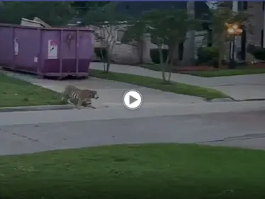 لحظات مرعبة عاشها شرطي أمريكي في مواجهة نمر بنغالي وسط طريق في ولاية تكساس (فيديو) - وكالة ستيب نيوز