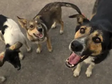 إذا كنتي حامل احذري تفسير رؤية الكلب في المنام لابن سيرين - وكالة ستيب نيوز