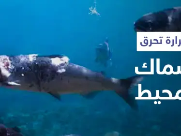 صيف ملتهب وكوارث متتابعة.. مشاهد مؤلمة لاحتراق أسماك السلمون داخل المحيط بسبب الحرارة المرتفعة (فيديو) - وكالة ستيب نيوز