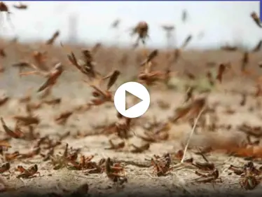 هاشتاغ الجراد يتصدر الترند.. وأسراب هائلة منه تغزو لبنان وسوريا وعدة دول عربية آخرى (فيديو) - وكالة ستيب نيوز