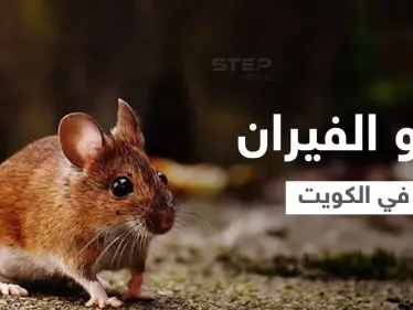 بالفيديو|| الكويت تواجه معضلة القوارض وهاشتاغ "غزو الفيران" يشعل المنصات ويحمل ذعر المواطنين ومخاوفهم - وكالة ستيب نيوز