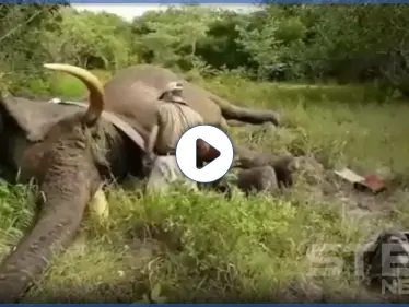 بالفيديو|| هل سبق وسمعت الفيل يشخر.. شاهد الفيل الأفريقي يغط بسبات عميق - وكالة ستيب نيوز