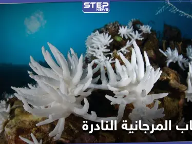 هل تنتصر الشعاب المرجانية النادرة في تايوان على مشروع بقيمة 2 مليار دولار وتوقفه - وكالة ستيب نيوز