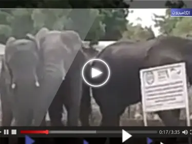 بالفيديو|| أفيال عطشى تقتحم مدينة في شمال الكاميرون.. ألحقت دماراً بها وخلفت قتيلين - وكالة ستيب نيوز