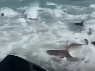 فيديو "مرعب" لمئات من أسماك القرش وهي تحاصر صيادين بأمريكا - وكالة ستيب نيوز
