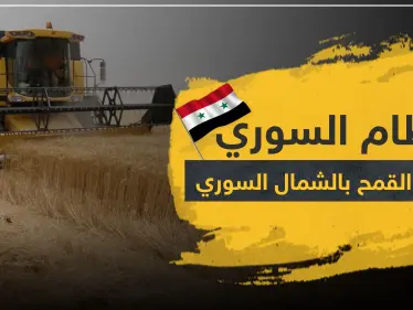 بينما أصحابها يعانون الجوع بالمخيمات.. ميليشيات النظام السوري "تعفش" المحاصيل الزراعية بالشمال السوري! - وكالة ستيب نيوز