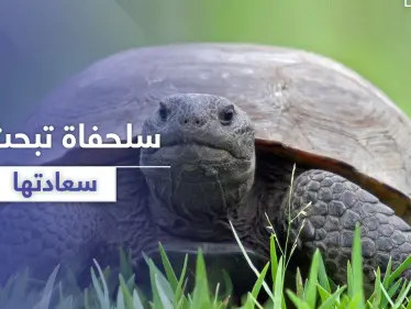 بالفيديو || لحظات مدهشة لسلحفاة تبحث عن سعادتها - وكالة ستيب نيوز