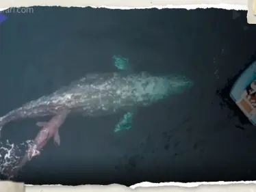 بالفيديو|| "لا تفسير له".. مغامر أسترالي يوثق تصرفاً "غريباً" من حوت في عرض البحر - وكالة ستيب نيوز