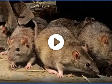 ولاية إسترالية تتعرض لغزو بشكل جنوني من آلاف الفئران.. ومناشدات للمساعدة (فيديو) - وكالة ستيب نيوز