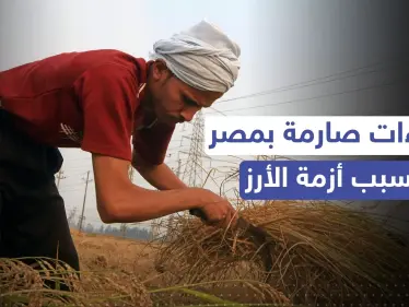 مصر.. إجراءات صارمة من وزارة التموين بسبب أزمة الأرز - وكالة ستيب نيوز