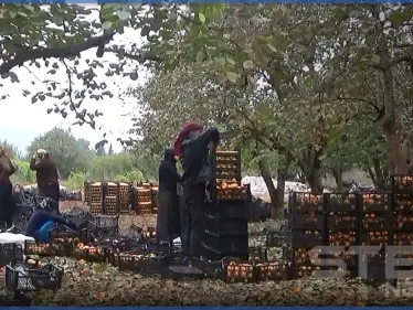 بالفيديو || مع بداية قطفها.. إرتفاع التكلفة وضعف التسويق أبرز تحديات زراعة الكاكا شمال إدلب - وكالة ستيب نيوز