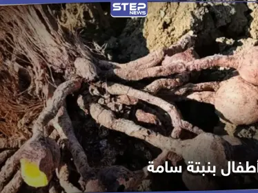حادثة تهز طنجة.. نبتة "ضارة ونافعة" تودي بحياة طفلين مغربيين وتُسمم آخرين - وكالة ستيب نيوز