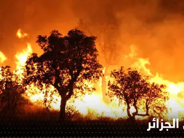 الجزائر.. ضبط 3 أشخاص أضرموا النار عمداً في محاصيل زراعية - وكالة ستيب نيوز