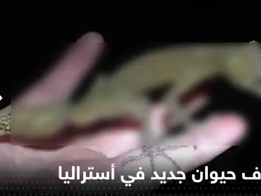 اكتشاف حيوان جديد في أستراليا.. وصحيفة: مثل التنين الصغير (شاهد) - وكالة ستيب نيوز