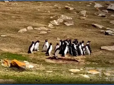 بالفيديو|| بطاريق تتبادل المعلومات حول الطريق في جزر فوكلاند وكاميرا ترصد المشهد الغريب - وكالة ستيب نيوز