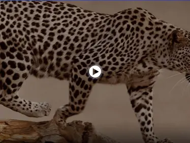 ولادة نمر عربي نادر مهدد بالانقراض في السعودية.. والهيئة الملكية للعلا تعلق على هذا الحدث (فيديو وصور) - وكالة ستيب نيوز