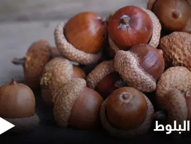 منها إمداد الجسم بالطاقة.. تعرف على أهم فوائد البلوط - وكالة ستيب نيوز