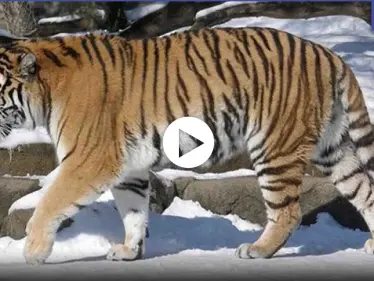 بالفيديو|| نمر سيبيري بري يهاجم سيارة قروي صيني ويلحق الضرر بآخر.. وإدارة الغابات تتدخل - وكالة ستيب نيوز