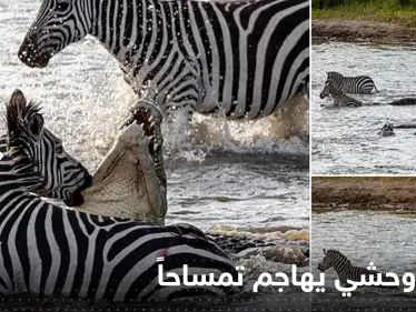 شاهد|| بحادثة مثيرة للدهشة.. حمار وحشي يغرق أسنانه في حلق تمساح كان يتربص به - وكالة ستيب نيوز