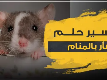 تفسير رؤيا الفأر بالمنام حسب 3 رويات وبأكثر من موضع - وكالة ستيب نيوز