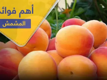 فوائد المشمش قبل النوم منها تقوية المناعة.. إليك 10 فوائد للمشمش - وكالة ستيب نيوز