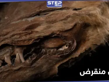 بالصور|| علماء يكتشفون حيوان عاش قبل 57 ألف عام.. 