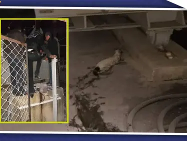 "قط" يتسبب بقطع الكهرباء عن مدينة جبلة وريفها، وورشات الكهرباء تستنفر - وكالة ستيب نيوز