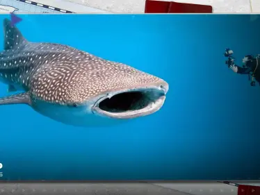 شاهد|| من جديد.. "القرش الحوتي" الضخم يظهر في شاطئ بمصر - وكالة ستيب نيوز