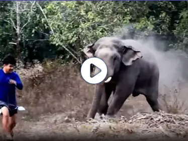 بالفيديو|| فيل بري غاضب يطرد الشرطة دفاعاً عن رفاقه بعد دخولهم إلى قرية تايلندية - وكالة ستيب نيوز