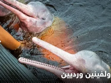 باستخدام القوارب والطائرات المسيرة.. النجاح في إنقاذ دولفينين ورديين مهددين بالانقراض (فيديو) - وكالة ستيب نيوز